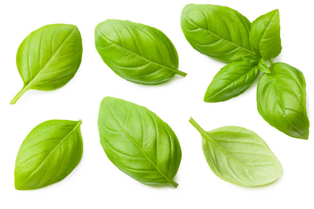 istock basil leaves isolated on a white background. top view 1254799096