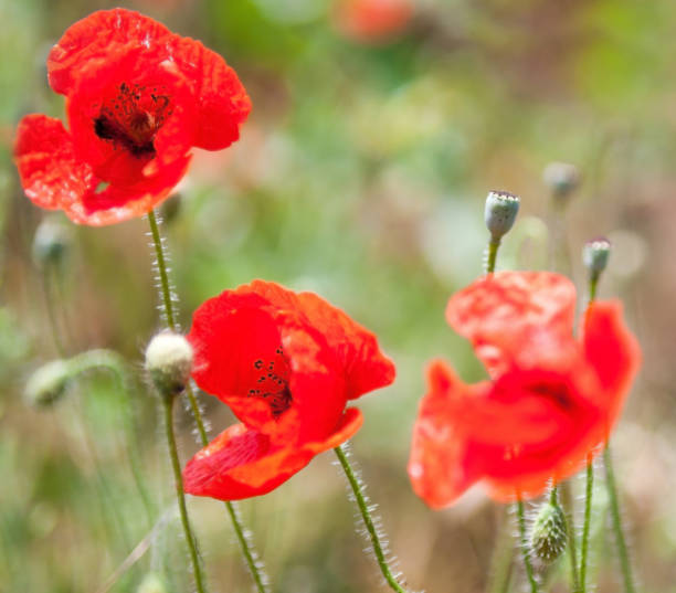 istock Red poppy flowers in the field. 1254799113