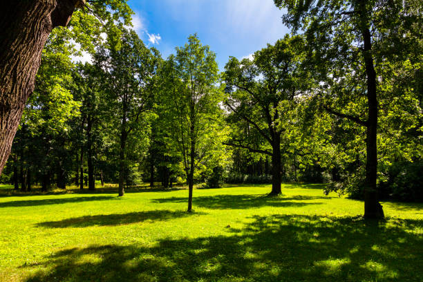 istock Quiet green summer park without people with trees and a sun lawn. 1254799263