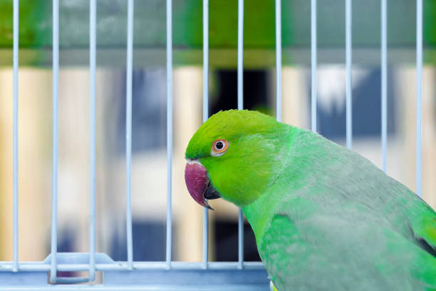 A parrot with a green head. View from the side.