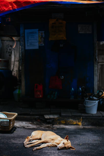 istock Stray Dog in Mumbai India 1254799507