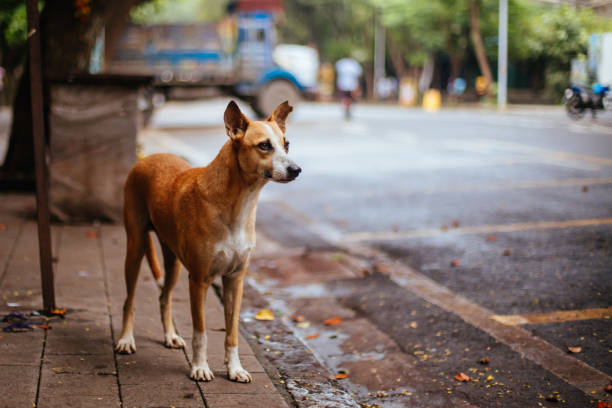 istock Stray Dog in Mumbai India 1254799517