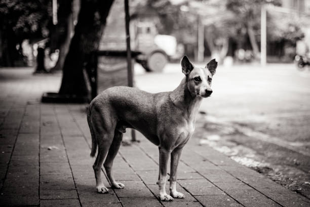 istock Stray Dog in Mumbai India 1254799519