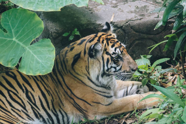 istock Sumatran tiger (Panthera tigris sumatrae) in the forest 1254799578