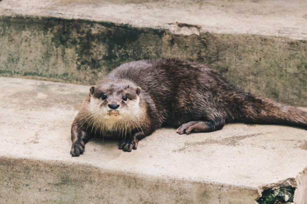 istock Oriental small-clawed otter (Amblonyx cinereus), also known as the Asian small-clawed otter standing together with their group. 1254799704