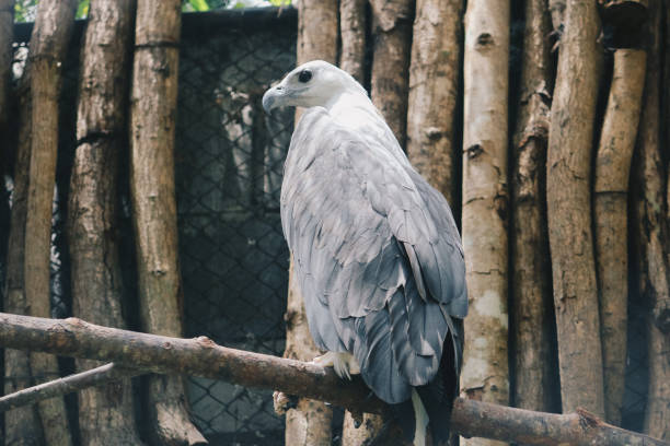 istock Brahminy kite (Haliastur indus) or elang bondol. bird of prey. 1254799770