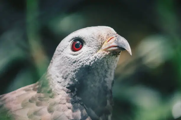 Close up claw of Oriental honey buzzard (Pernis ptilorhynchus), bird of prey.