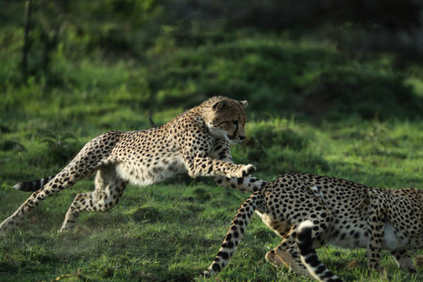 istock cheetah in savannah in kenya 1254800074