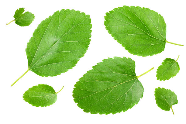 istock Mulberry leaves isolated on white background. top view 1254800173