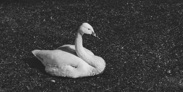 Black and white portrait of a wild bird