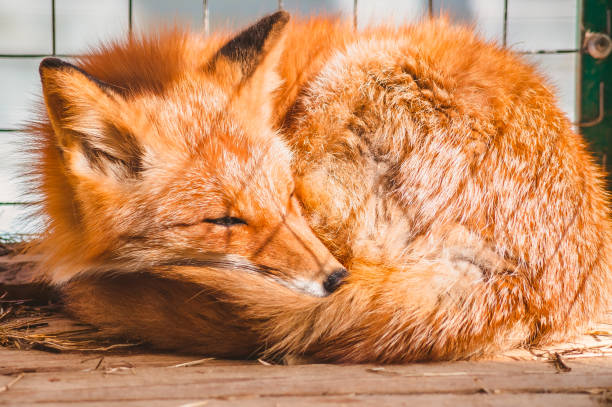 istock A sick Fox sleeps on the floor of the cage. 1254801704