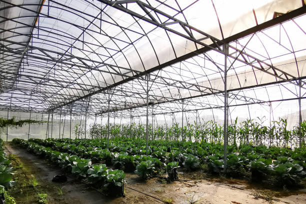 istock Greenhouse Vegetable Farming in Malaysia 1254803365