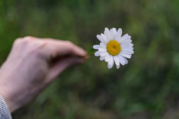 istock Flower holding in hand. 1254804634