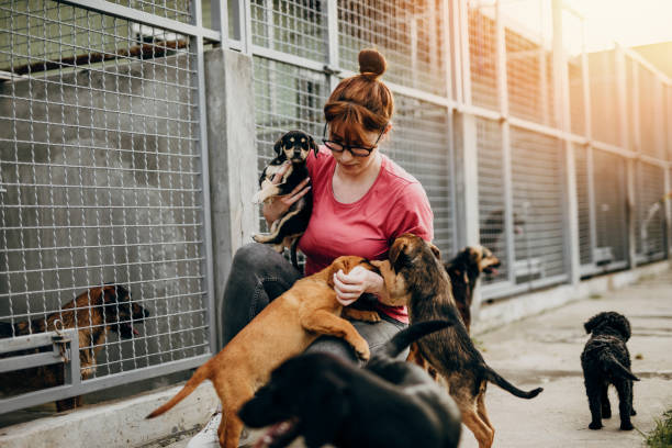 istock Young woman in animal shelter 1254804939