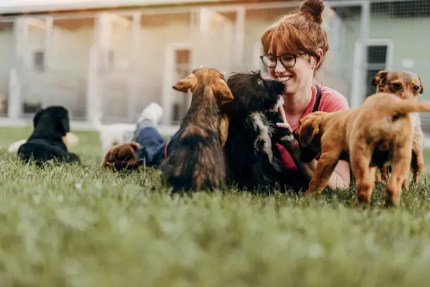 Young woman playing with dogs in dog shelter and choosing which one to adopt.