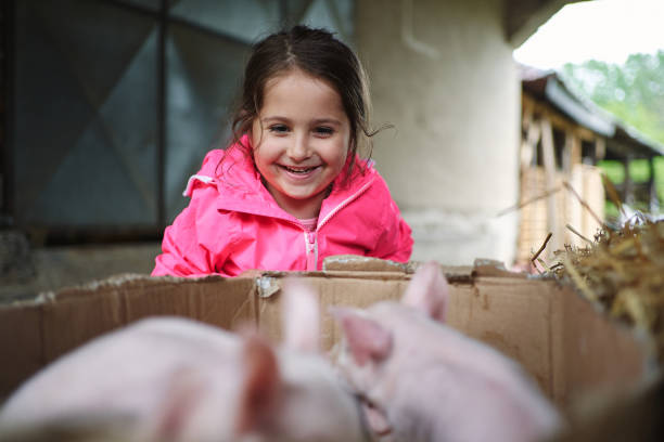 istock Animal loving girl playing with piglets 1254805075