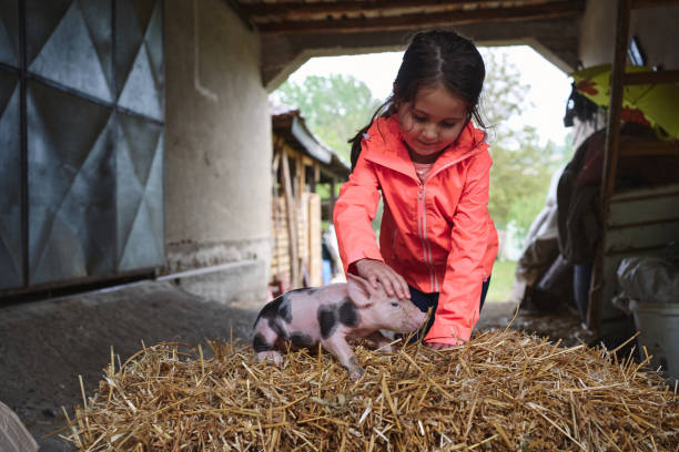 istock Village girl bonding with a small piglet 1254805089