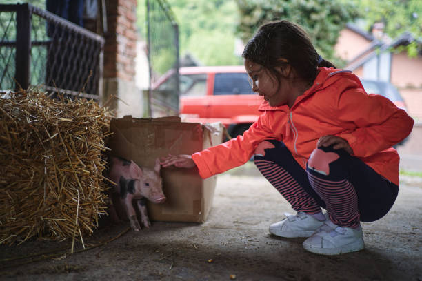 istock Piglet bonding with a little girl 1254805092