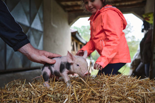 istock Cute piglet on a hay stack playing with a girl and a man 1254805104