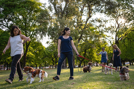 Dog-sitters bonding together in a public park with their dogs