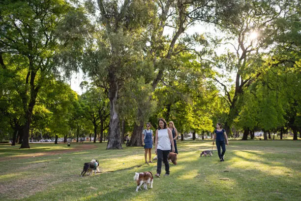 Dog-sitters bonding together in a public park with their dogs