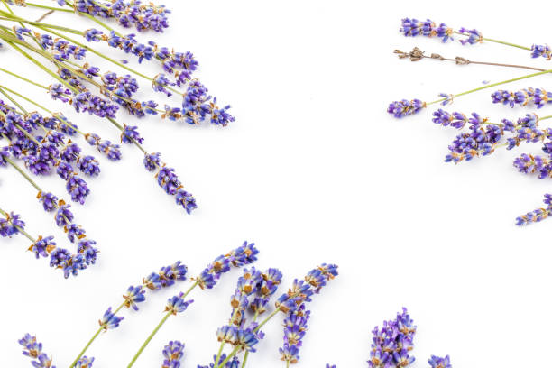 istock Lavender flowers isolated on white background. Close up. Space for text 1254806744