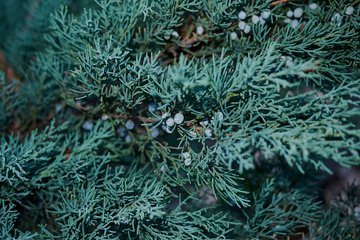 Juniperus scopulorum photo