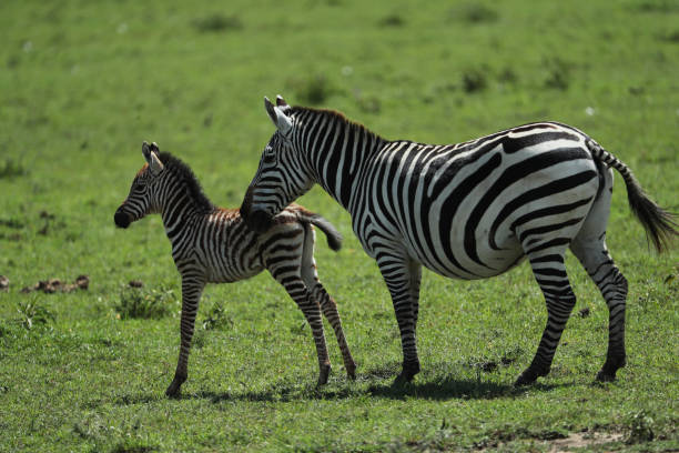 istock zebra in savannah in kenya 1254808311