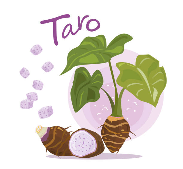 Taro Root Vector. Taro plant. Taro Root Vector. Taro plant. fruit and slice of taro. typographic for header design. infographic for taro - vector illustration. taro leaf stock illustrations