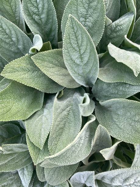 istock Lamb’s Ear in Flower Garden 1254808510