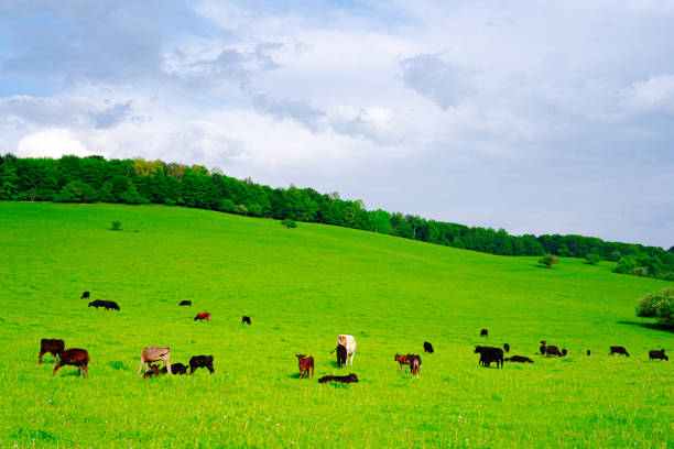 istock Many cows graze in the meadow 1254808922