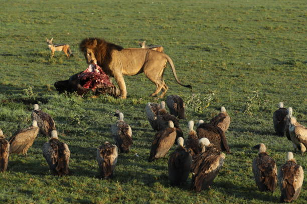 istock lion in hunting in savannah in kenya 1254809123
