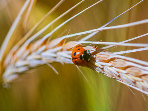 Ladybug sitting on a grain of wheat
