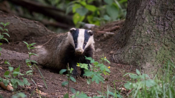 istock European badger standing in forest in summer evening. 1254810629