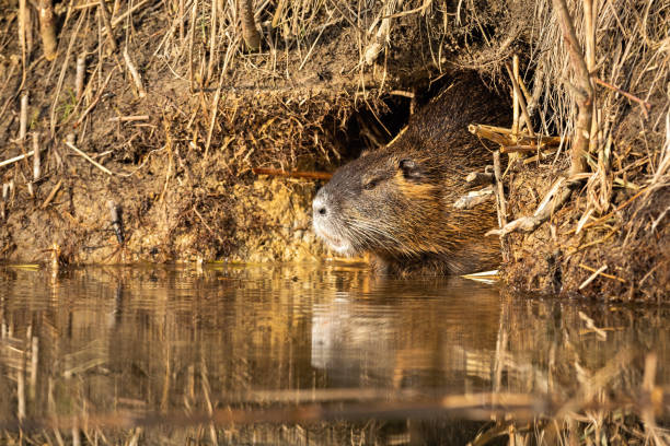 istock Calm nutria resting in burrow near water in summertime. 1254810652