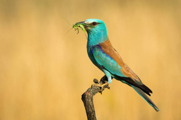 istock European roller looking into camera and holding green grasshopper in beak 1254810712