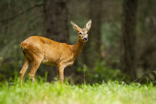 istock Young roe deer female standing in the summer forest. 1254810762