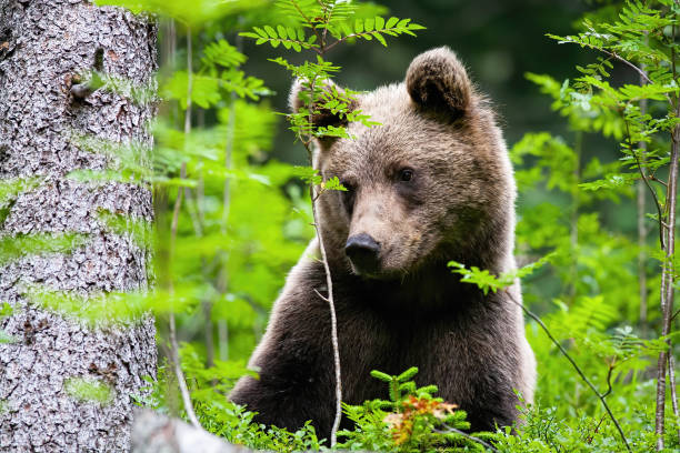 istock Cute brown bear looking aside in forest during the summer. 1254810806