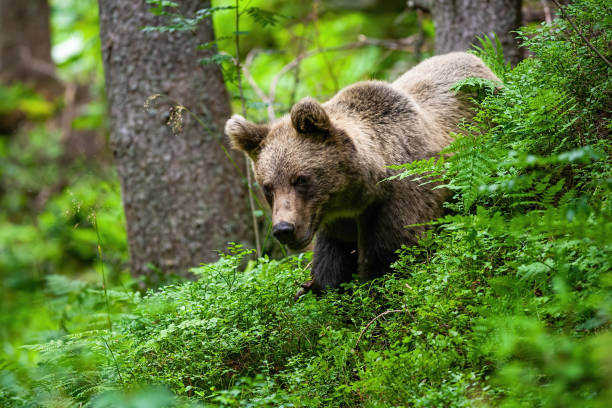 istock Majestic brown bear standing in blueberries during the summer. 1254810882