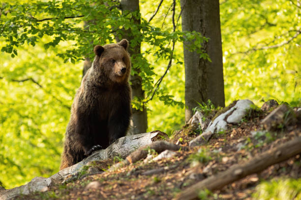 istock Majestic brown bear observing in forest during the summer. 1254811017