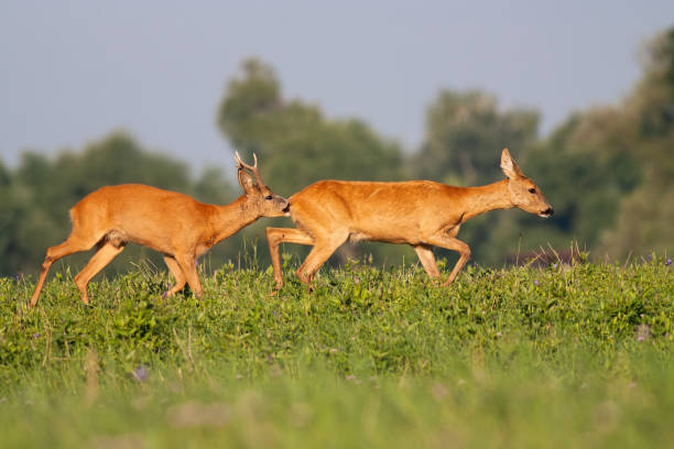 Roe deer male sniffing female on meadow during the summer. Roe deer, capreolus capreolus, male sniffing female on meadow during the summer. Pair of mammals walking on sunshine. Roebuck chasing doe on field in mating season. love roe deer stock pictures, royalty-free photos & images
