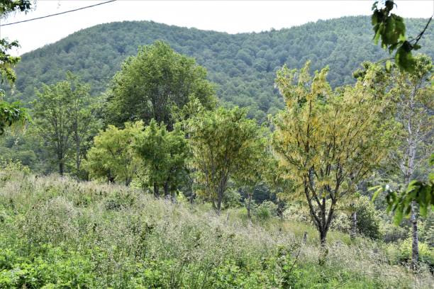 istock Tuscan-Emilian Apennines 1254811627