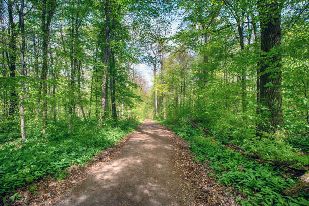 istock Footpath at the heart of forest 1254811903