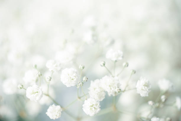 fond de fleur de gypsophila - small bouquet photos et images de collection