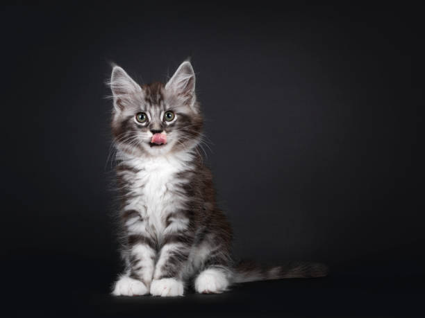 istock Silver tabby Maine Coon kitten on black 1254812239