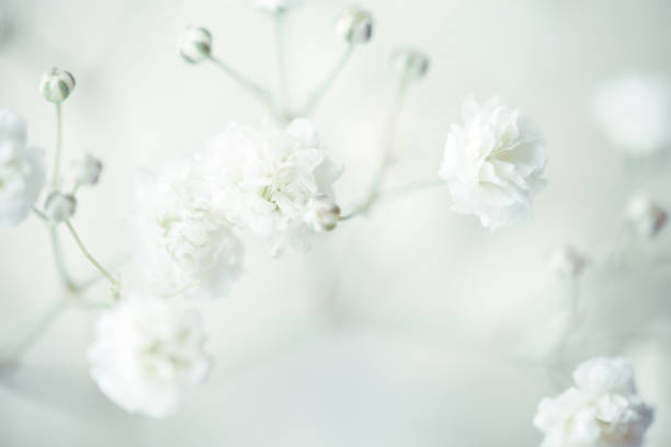 istock gypsophila flower background 1254812393