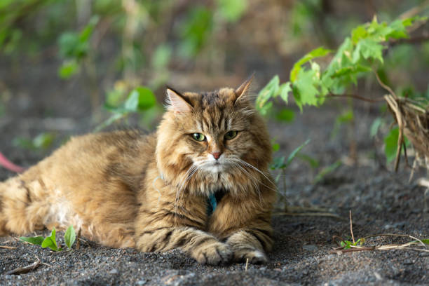 Longhair animal on beach