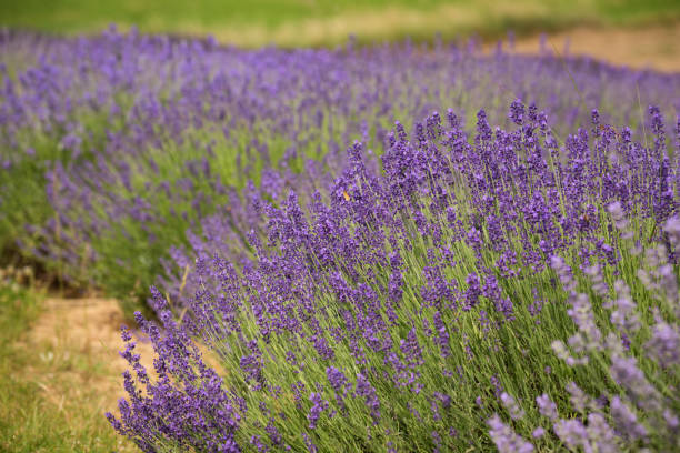 istock flourishing fields of lavender 1254812524