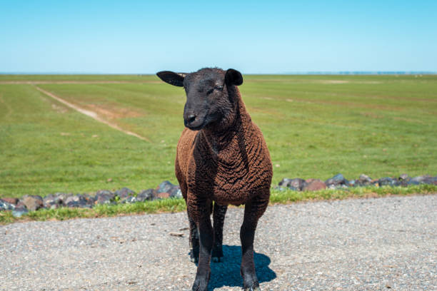 Close up of black, dark brown sheep on a dike with lots of grass. on the German North Sea coast in North Frisia near Niebüll and the German-Danish border. Europe amrum stock pictures, royalty-free photos & images