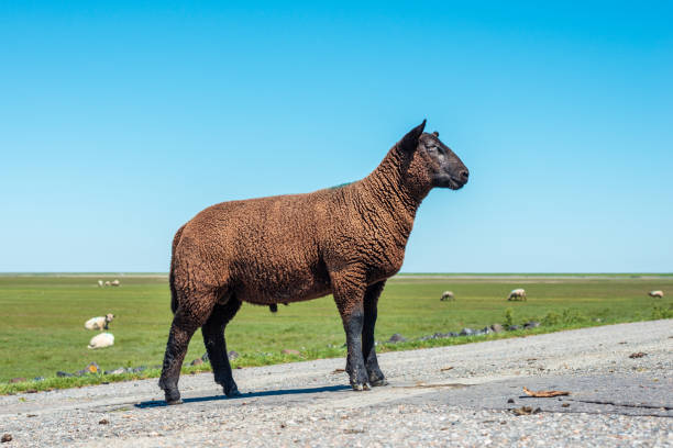 side full body portrait a of black, dark brown sheep on a dike with lots of grass. on the German North Sea coast in North Frisia near Niebüll and the German-Danish border. Europe amrum stock pictures, royalty-free photos & images